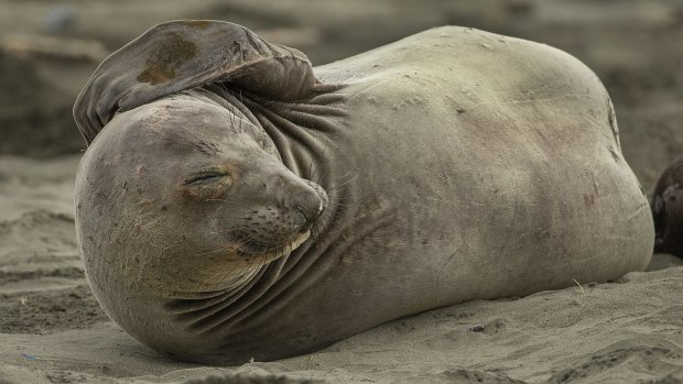 Elephant seals can be dangerous. Males can weigh up to 2000kg.