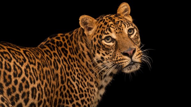 Endangered African leopard, Panthera pardus pardus, at the Houston Zoo. 