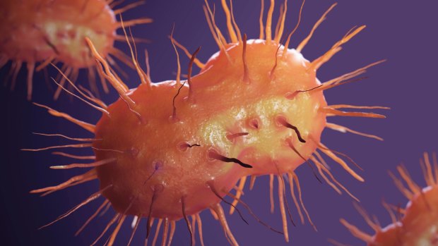 Neisseria gonorrhoeae bacteria cells are 'the bugs we can't afford to let get out of hand': Professor John Turnidge.