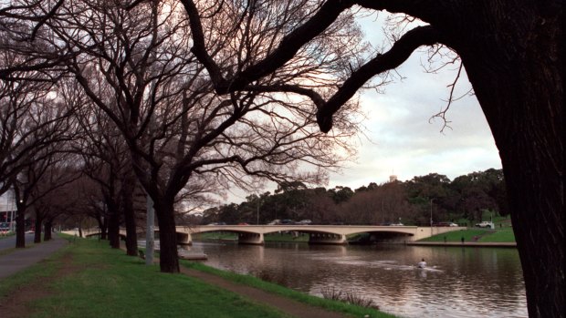 Dutch elm trees along the banks of the Yarra River, Melbourne.