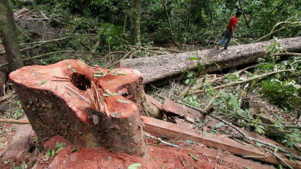 A villager walks on a freshly-cut tree at an unregistered logging site in Aceh Besar, Indonesia.