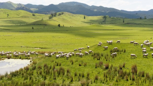 The beautiful lush scenery of Wairarapa, in the south of New Zealand's North island.