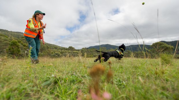 Hillary Cherry, NSW National Parks and Wildlife Service weeds management officer, rewards her weed detection dog Sally, at Namadgi National Park.