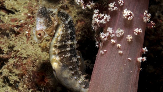 In decline: A White's Seahorse with its nose bitten off by a predator. 