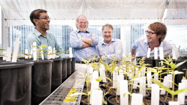 Pictured from left to right are Professor Sagadevan Mundree, Professor James Dale, Professor Peter Waterhouse and  Professor Roger Hellens.  