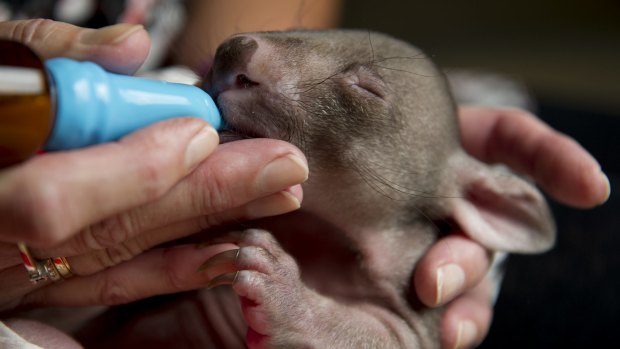 Volunteer wildlife carer Lindy Butcher cares for a baby wombat, Jack