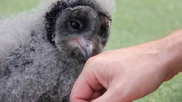 A cuddle of sorts: Taronga Zoo's bird show supervisor Matt Kettle with lesser sooty owl chick Griffin.  