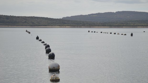 The Michael's shellfish farm sits in tranquil waters off Albany.