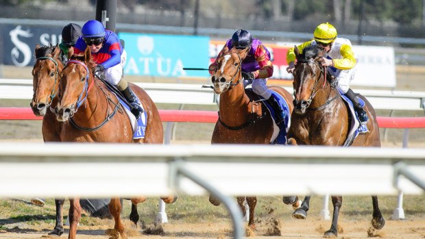 Nick Olive-trained Undaoaf wins race three in Canberra on Friday.