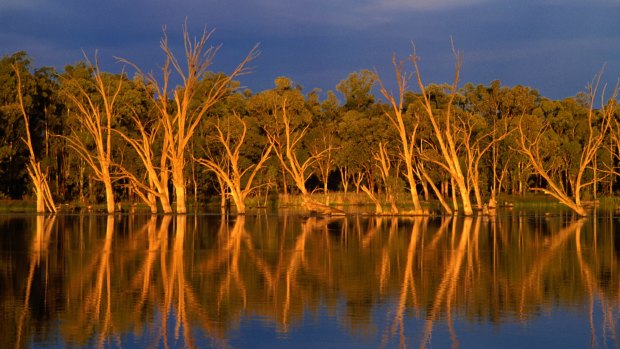 Gum trees on the Murray River at Bruce's Bend.
