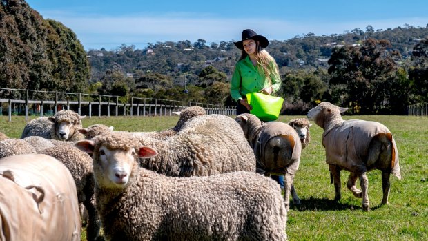 They flock to her: Sheep breeder Tess Runting with some of her 60 sheep at her stud, Moralla Corriedales, in Baxter.