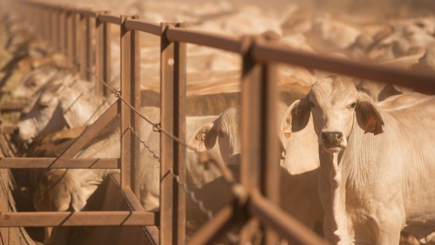 Cattle bound for live export on Tipperary station, Northern Territory.