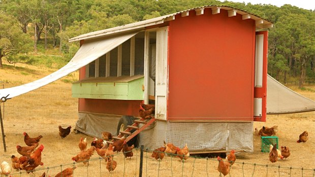 Chickens scratching around a gypsy caravan make a picturesque sight at Mac's Farm.