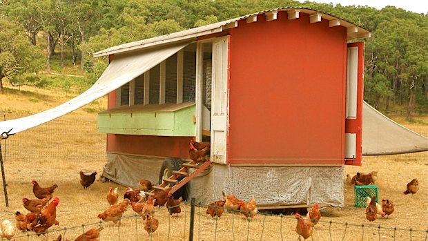 Chickens scratching around a gypsy caravan make a picturesque sight at Mac's Farm.