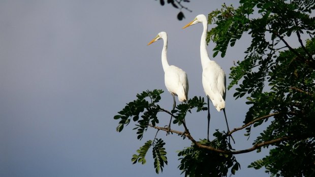 White storks.