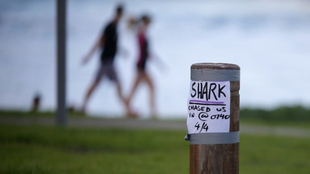 Surfers have made hand-drawn signs warning of a shark, nicknamed Paul Gallen.