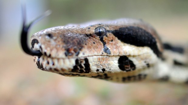 Authorities have abandoned the search for a boa constrictor unwittingly released on the Gold Coast.