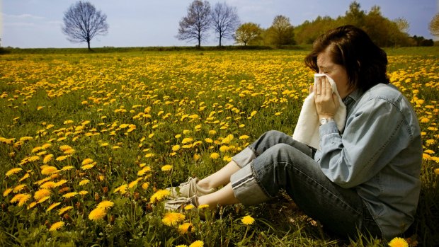 Canberra had a record breaking hay fever season in 2014.
