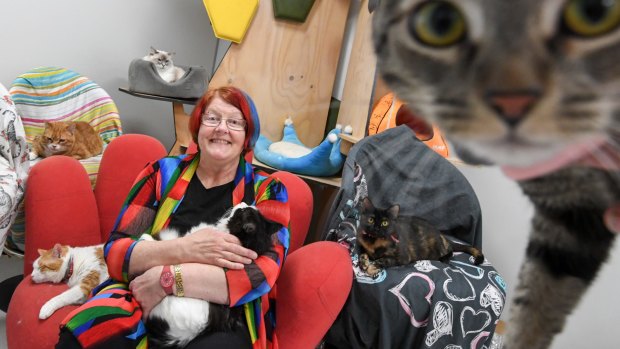 Kim Kendall, with feline friends at The Chatswood Cat Palace, has signed her veterinary practice up to the VetCompass database. 