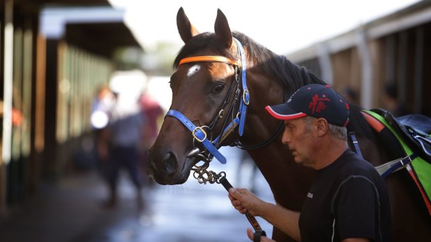 Star attraction: Melbourne Cup winner Protectionist will feature at Randwick.