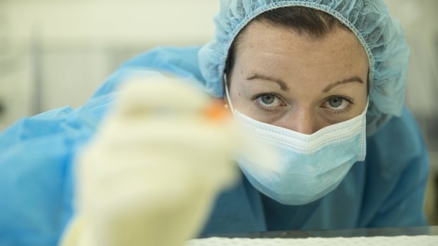 A forensic biologist performs a DNA test in the NSW forensic lab in Lidcombe.