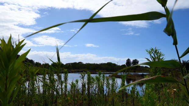 The Landing Lights Wetland is a protected migratory bird location and part of a proposed 52-hectare redevelopment of Cook Cove. 