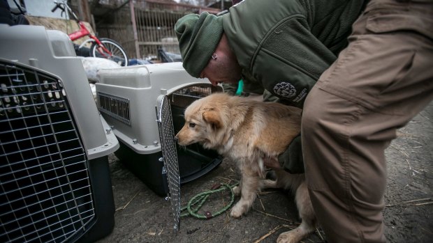 Adam Parascandola, director of animal protection and crisis response of Humane Society International, places Ava into a crate.