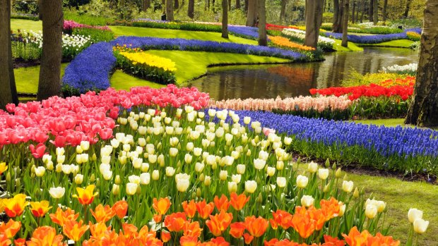 Tulips bursting into life at Keukenhof Gardens, half an hour from Amsterdam. 