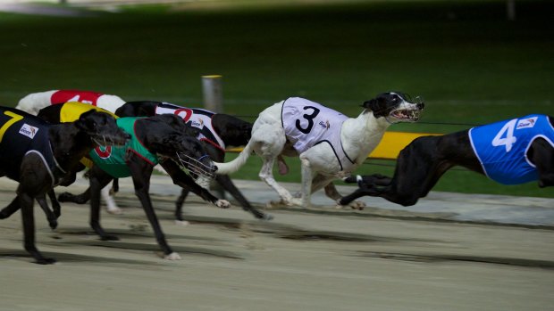 Greyhounds racing at Wentworth Park in Glebe last year.