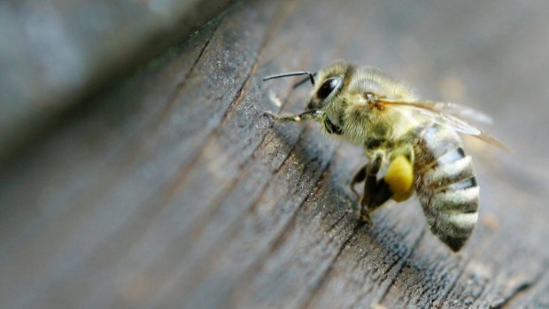 Known threat: The varroa mite could severely hit European honey bee populations.