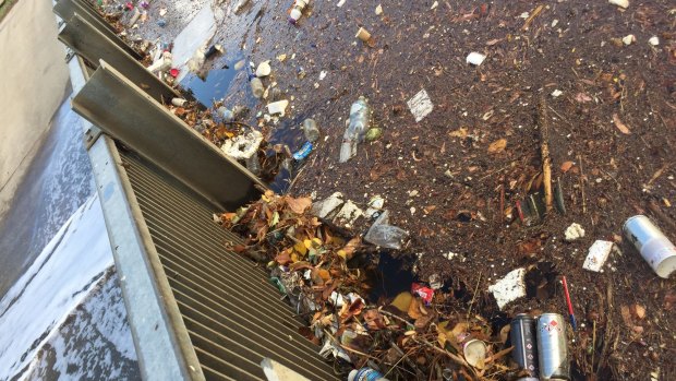 Threatened Species Commissioner Gregory Andrews pushed for a clean up of Canberra after he came across this waterway clogged with rubbish.