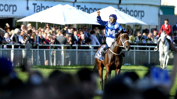 Star attraction: It is hoped Winx will feature in the Craven Plate as part of a revitalised spring carnival.