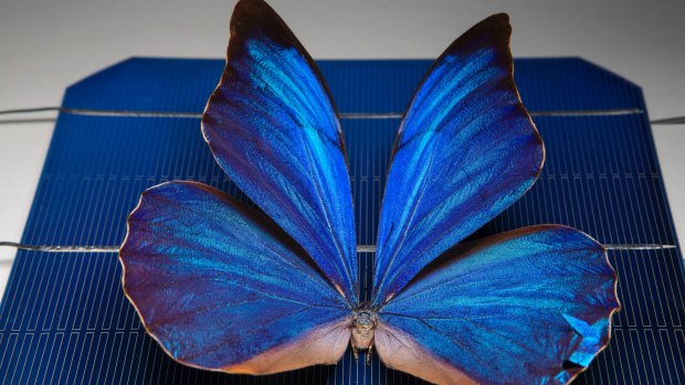Engineers have invented tiny structures inspired by butterfly wings that open the door to new solar cell technologies.