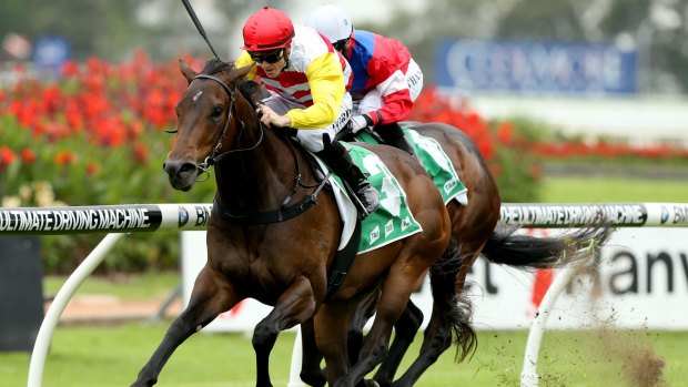 Stablemates only: Canberra trainer Mattew Dale says there is no comparison between Bitburg, seen here winning the Highway Handicap, and star stable Fell Swoop.