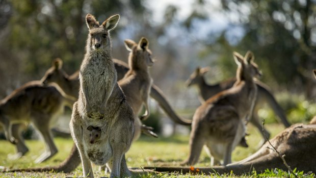 Insurance data reveals winter is the riskiest time for animal collisions, especially with kangaroos.