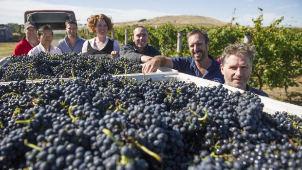 Wine makers from Canberra's wine region, Nick Spencer, Hongsar Channaibanya, Hamish Young, Sarah Collingwood, John Collingwood, Bill Crowe and Alex McKay harvesting shiraz grapes which will be bottled and sold to support Companion House.