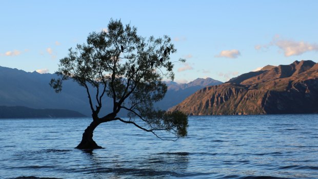 The Wanaka tree – the star of a million lake photos.