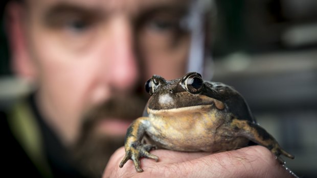 Museum Victoria's manager of live exhibits Patrick Honan with a pobblebonk or banjo frog.