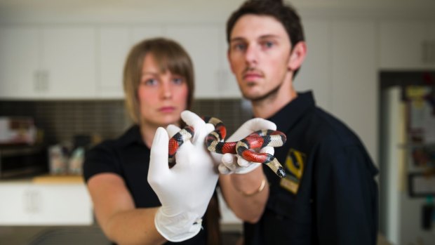 Snake handlers Emma Carlston and Luke Dunn with the exotic milk snake they captured from McDonald's Braddon on Thursday.