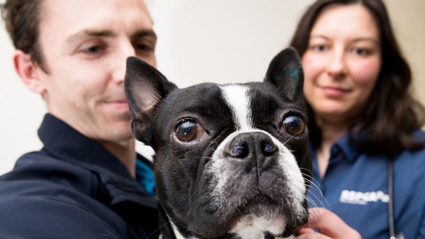 Foster Care Co-ordinator, Tim Moss, and vet, Jade Norris with a dog who has just had an operation to help his breathing.