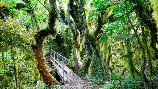 Enchanted forest: Egmont National Park, Taranaki.
