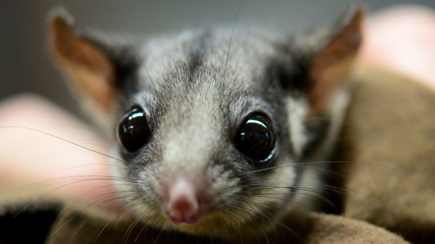 Endangered species: The Leadbeater's possum, Victoria's faunal emblem.