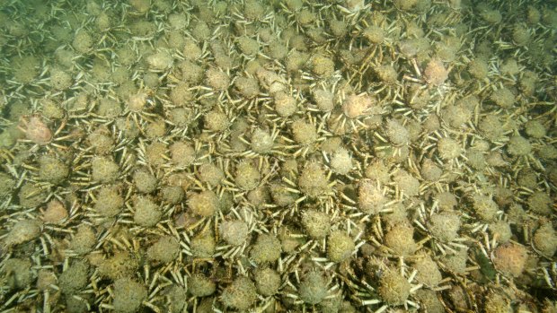 Great Spider Crabs on the floor of Port Phillip Bay. Picture supplied by Sheree Marris.