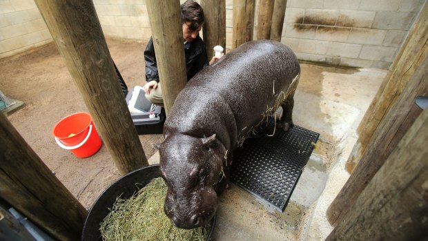 Melbourne Zoo vet Dr Kate Bodley carries out an ultrasound on Petre,  the pregnant West African pygmy hippopotamus. She is due to give birth around May 23.