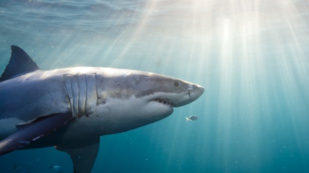 Queenslanders can track sharks in near real time on their phones.