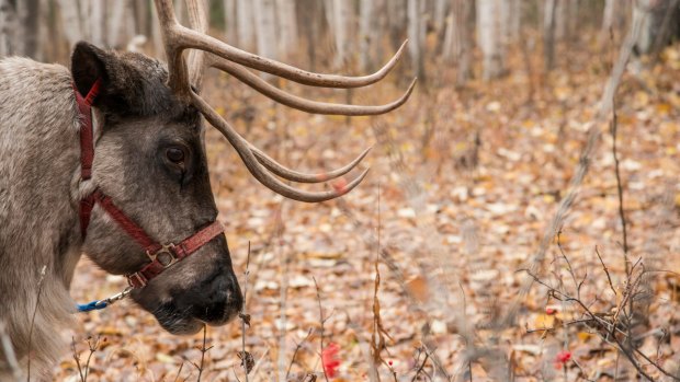 A ranch reindeer.