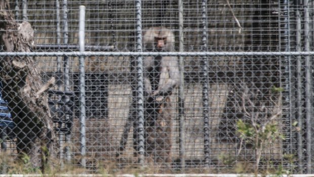 A baboon, part of a colony breeding program, sits behind security fencing at the National Health and Medical Research Council facility in Wallacia in Sydney's west. 