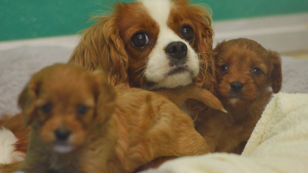 A mother and her puppies rescued from a puppy farm in Melbourne.