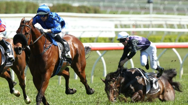 Sad sight: Kasiano Lad falls to the ground at Randwick on Saturday. The horse had to be euthanised.