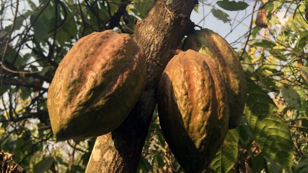 Women are marginalised in the cocoa supply chain and often unrecognised and underpaid.